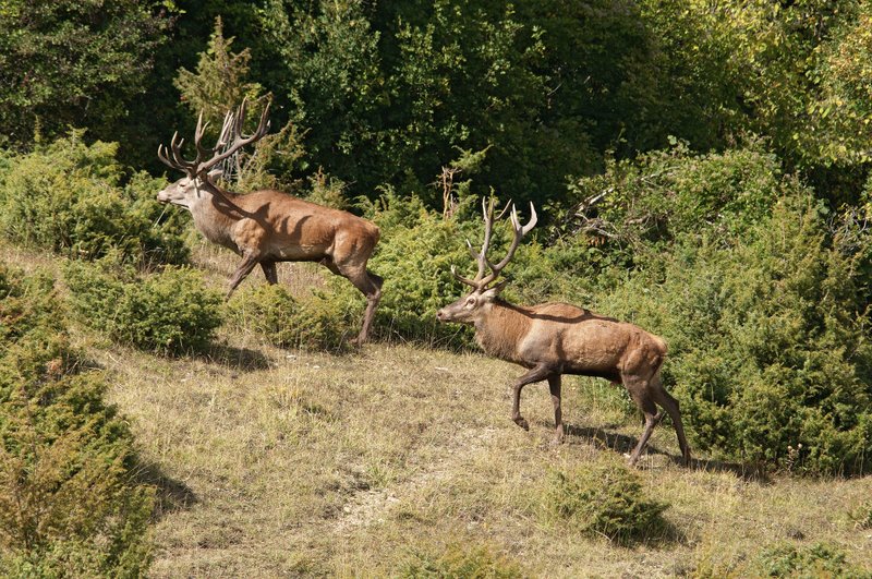 Un''arena molto contesa